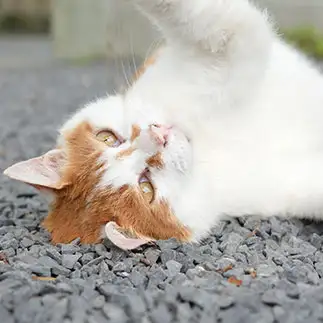 なでなでしてくれすぎるネコ　　仙城彩漓さん