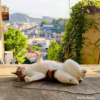 油断しすぎるネコ　　t.takaharuさん