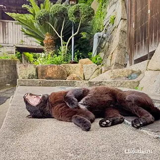 猫じゃ無い、小熊に似すぎるネコ　　t.takaharuさん