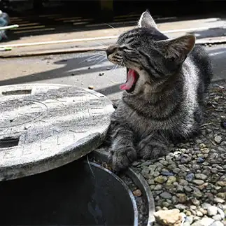 穴のにおいが臭すぎるネコ　　terumaronさん