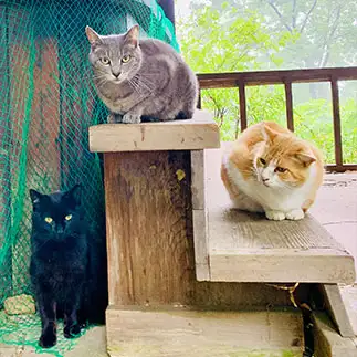ねこリンピック?!金・銀・銅メダルすぎるネコ　　ちょこシューさん