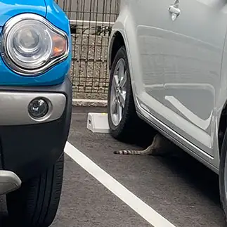 頭かくして尻尾かくさずすぎるネコ　　からくりぴーちさん