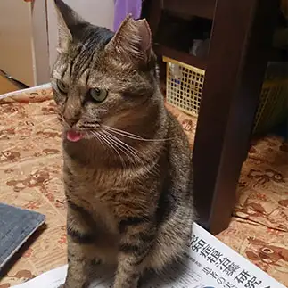 あっかんべーすぎるネコ　　ミキちゃんさん