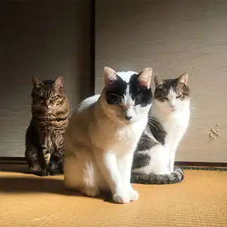 任侠道すぎるネコ　　f.gungincrさん