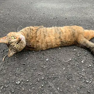 顔だけ振り向きすぎるネコ　　さくさくさん