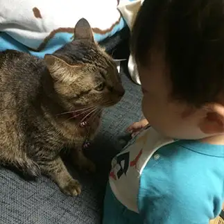 一触即発すぎるネコ　　まりまりさん