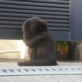 痒すぎるネコ　　ちおさん