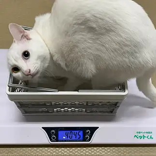収まりたすぎるネコ　　ohanaさん