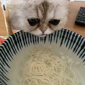 素麺が好きすぎるネコ　　ペルまるさん
