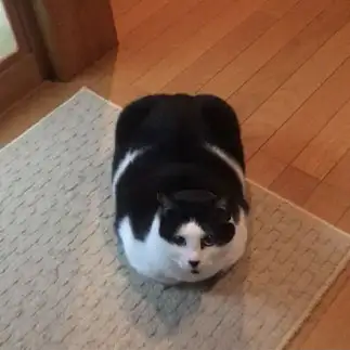 四角すぎるネコ　　しげんちさん