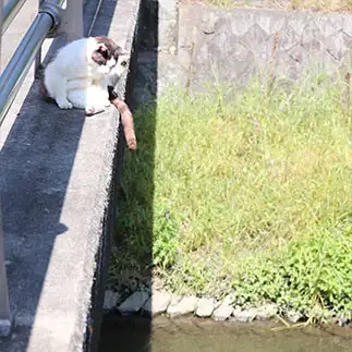シッポで魚を釣りたすぎるネコ　　月夜のライオンさん