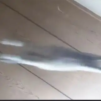 未確認飛行物体すぎるネコ　　ロポさん