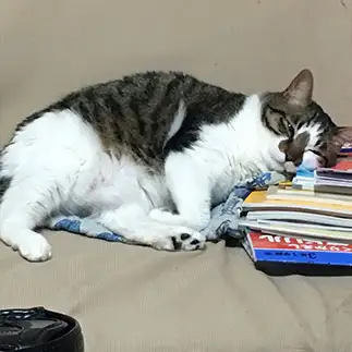 勤勉すぎるネコ　　しげんちさん