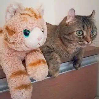 ぬいぐるみとのシンクロ率高すぎるネコ　　Ciaoさん