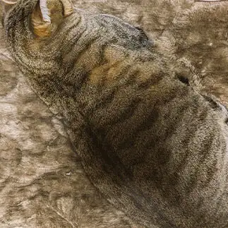 同化しすぎるネコ　　ロポさん