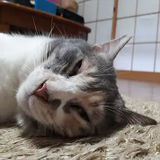 カマキリすぎるネコ　　Loveさん