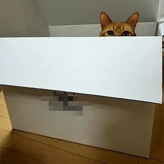 ホラーすぎるネコ　　らんさん