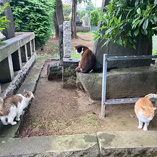 三すくみすぎるネコ　　ねーこさん