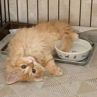 暑すぎる子ねこすぎるネコ　　ミミママさん