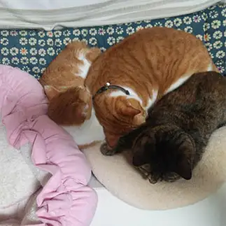 下僕の心、猫知らずすぎるネコ　　ひまわり屋ひまさん