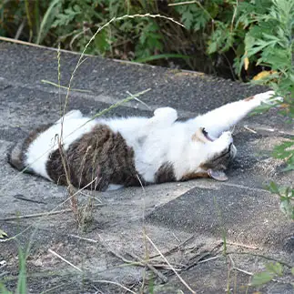 悪夢でうなされすぎるネコ　　TAKAさん