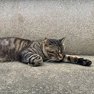 ライフポイント残り1すぎるネコ　　岩永萌さん