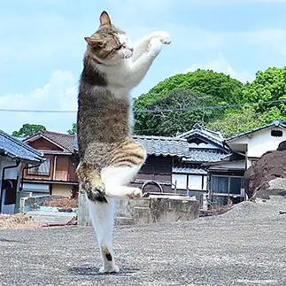 一本足打法すぎるネコ　　土居一彦さん