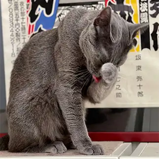 嘘泣きすぎるネコ　　カジハラさん