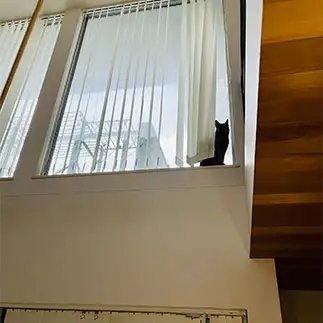 避難指示に忠実すぎるネコ　　カジハラさん