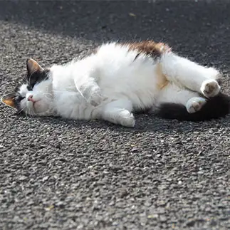 忘れられたぬいぐるみすぎるネコ　　黒猫カレンさん