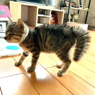 必死な威嚇が可愛いすぎるネコ　　トラのハナさん
