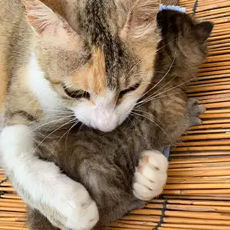 大事すぎるネコ　　sプラザさん