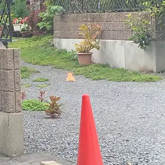 のっぺりすぎるネコ　　まあさん