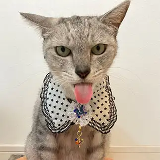 べーーー!すぎるネコ　　ミロルナのママさん