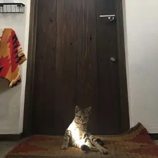 フランダースの犬すぎるネコ　　あおさん