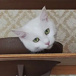 ぶんぶくちゃがますぎるネコ　　おいにゃんさん