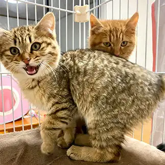 うっせぇわ!にハマりすぎるネコ　　ゆきどん・ユキドンさん