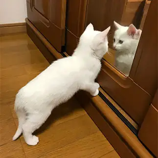 ナルシストすぎるネコ　　ゆきどん・ユキドンさん