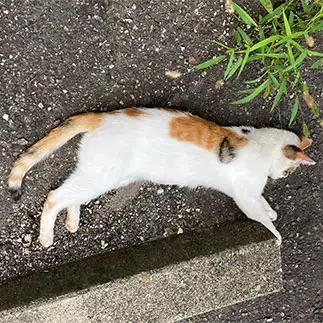 おひるねアートすぎるネコ　　からくりぴーちさん