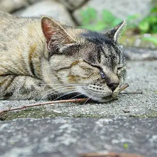 あごのせの限界にチャレンジしすぎるネコ　　toradesu222さん
