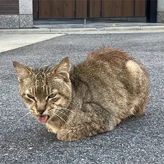 舌をしまえなさすぎるネコ　　からくりぴーちさん