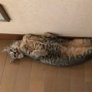 アジの開きすぎるネコ　　ももたんさん