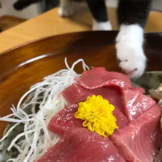 油断ならなさすぎるネコ　　かかぁさん