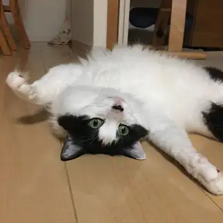 暑すぎるネコ　　くまさんさん
