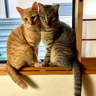 モデル希望すぎるネコ　　ゆずままさん