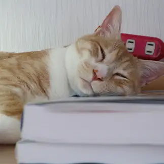 睡眠学習すぎるネコ　　ぴさん