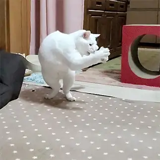 卓球始めました。空振りしたけど目が真剣すぎるネコ　　yamawaiisoraさん