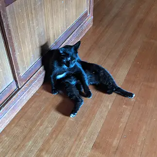 暑さでだらだらしすぎるネコ　　いっちゃんさん