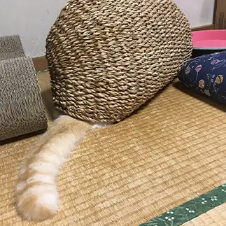 アルマジロすぎるネコ　　にゃーさん