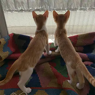 左右対称すぎるネコ　　ねこズさん